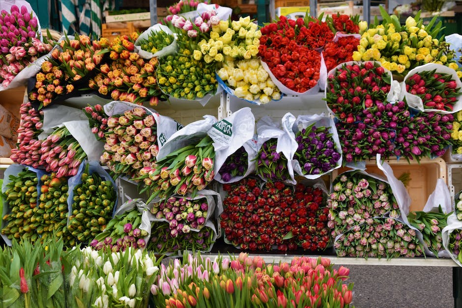 Schüssler Salze Anwendungen und Wirkungen